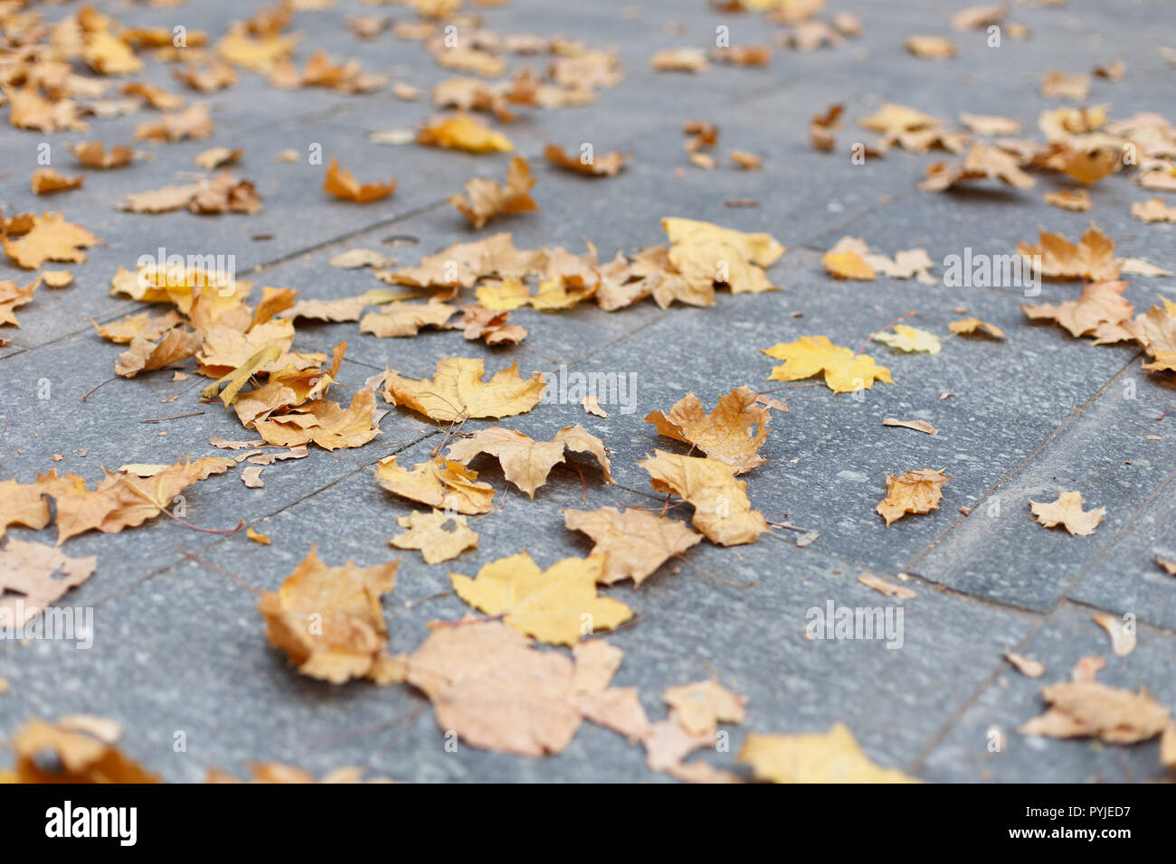 Fallen leaves on the sidewalk, autumn in the city Stock Photo