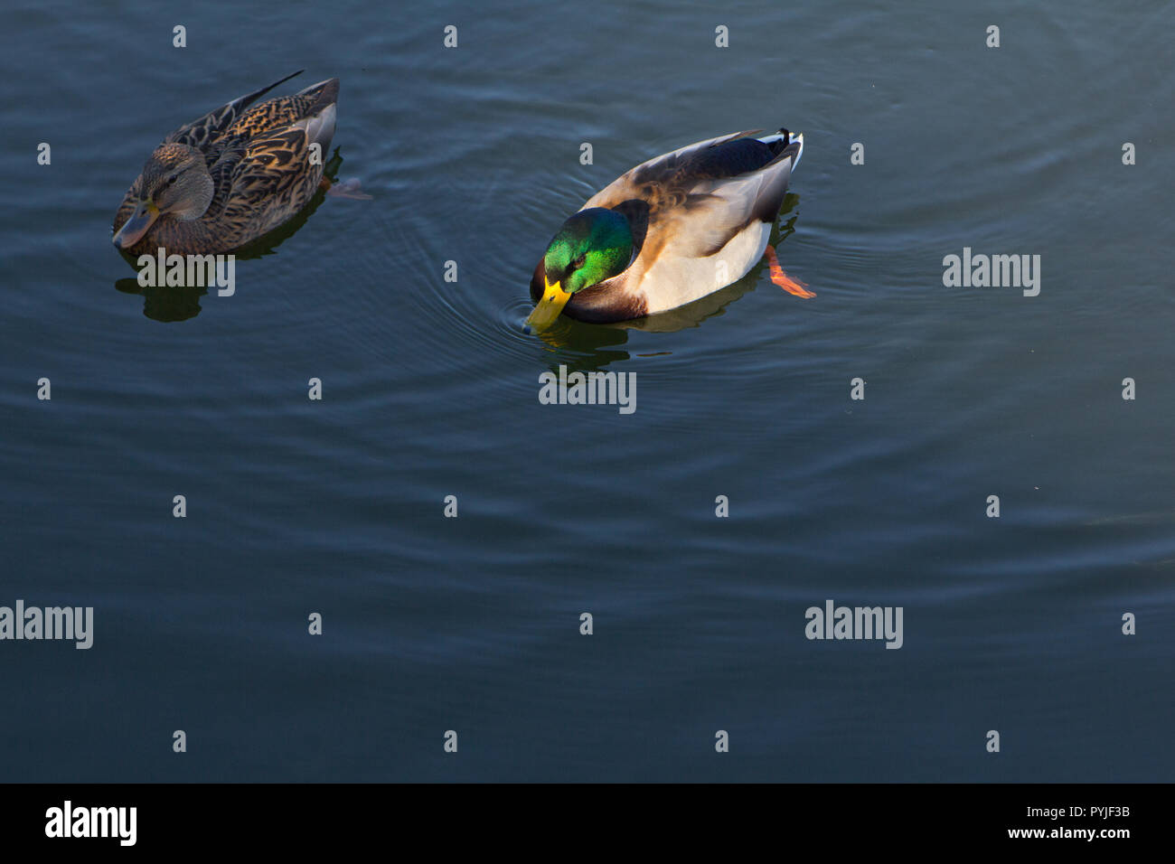 swimming and drinking duck and drake birds Stock Photo - Alamy
