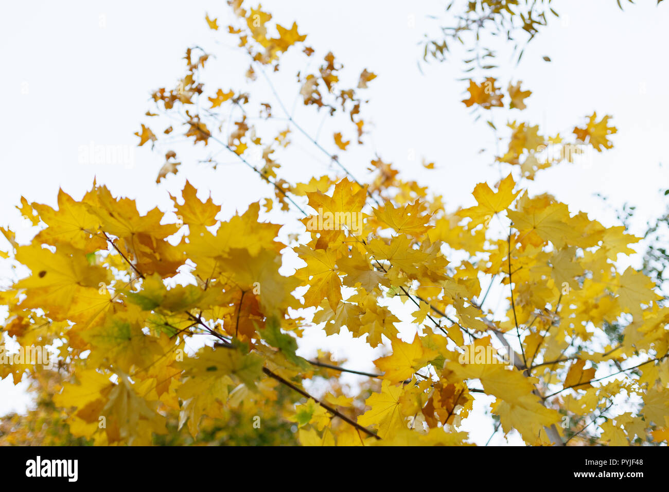 Bright autumn leaves on the branch in the forest Stock Photo - Alamy