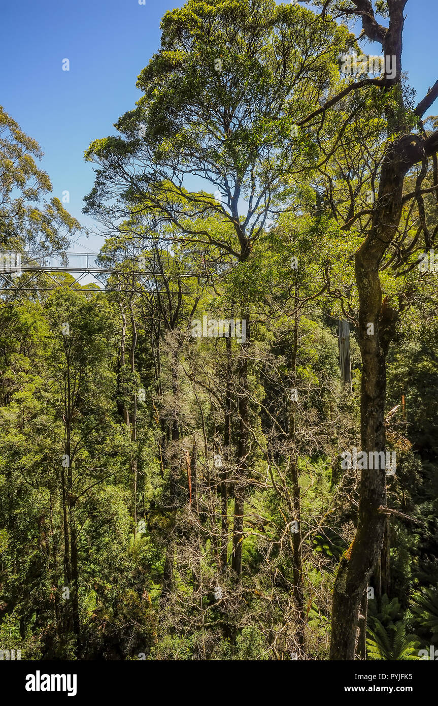 Trees Otway Ranges Great Otway National Park. Otway fly tree top walk. Walk among the tops ...