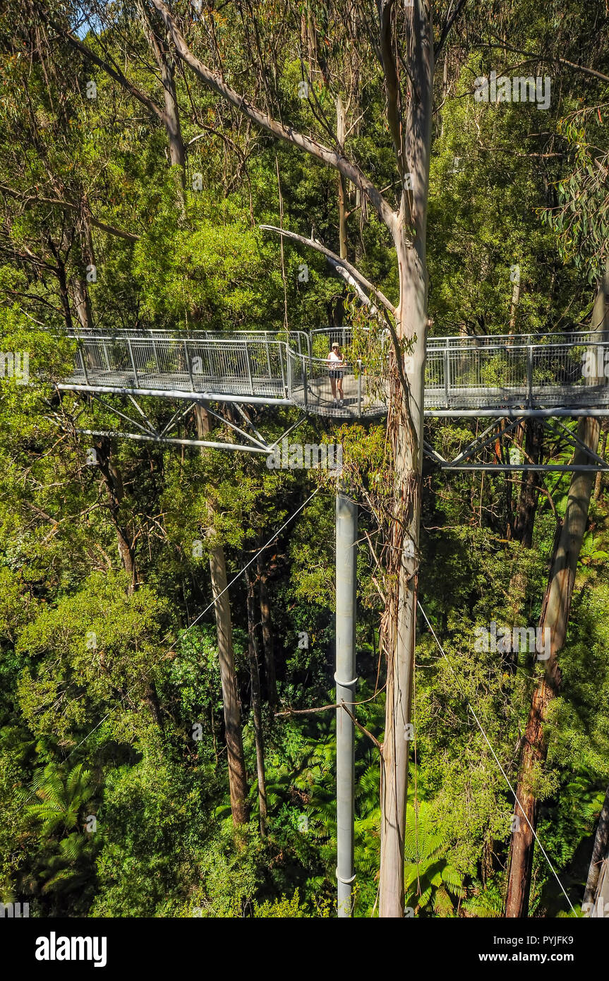 Great Otway National Park. Otway fly tree top walk. Walk among the tops
