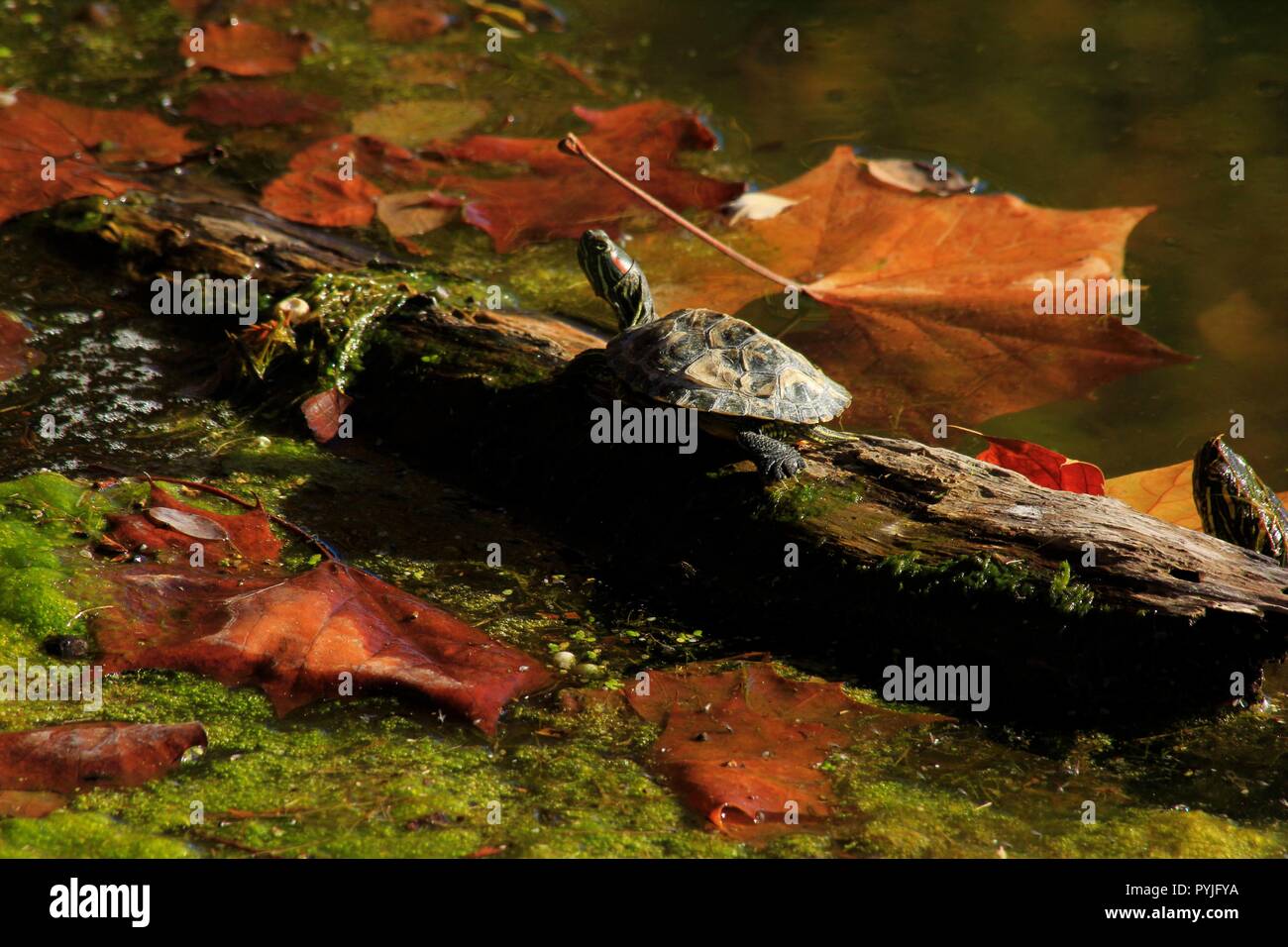 Water and leaves hi-res stock photography and images - Alamy