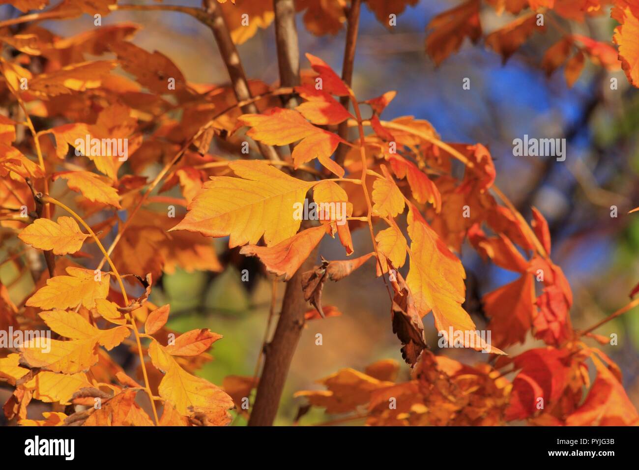 Kansas Golden Leaves on a Tree shot closeup that's bright and colorful with blue in the back ground that's in Hutchinson Kansas USA. Stock Photo