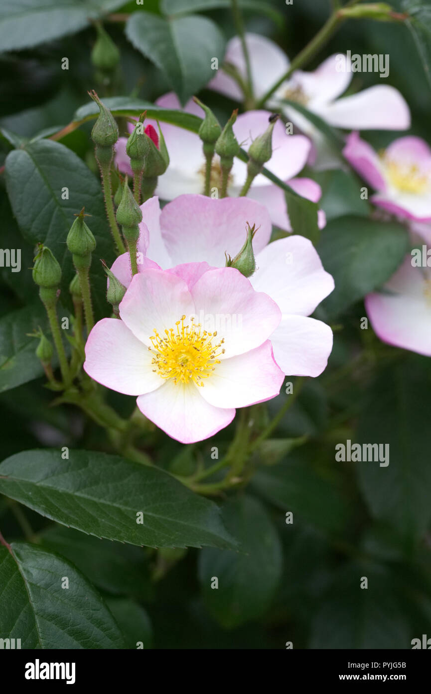 Rosa Lyda Rose 'Letlyda' flowers Stock Photo - Alamy
