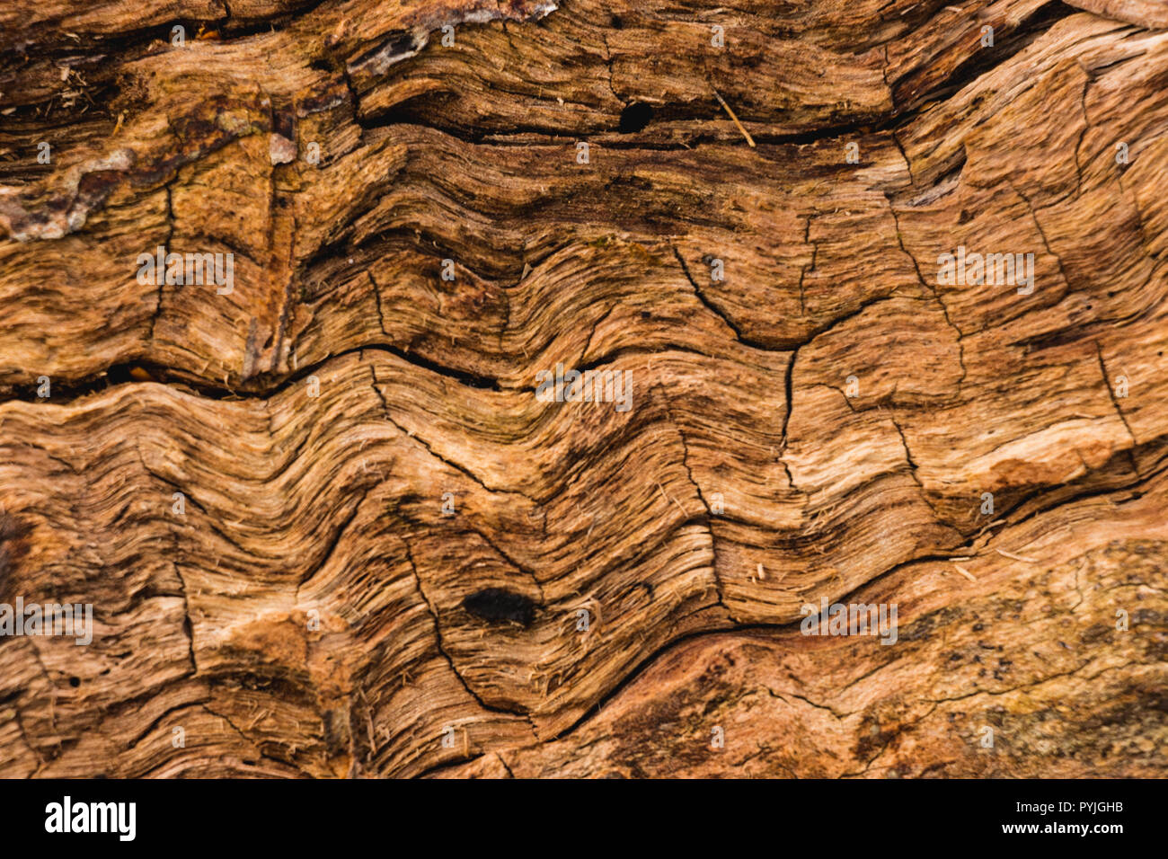 Waved tree texture - undulating wood - close-up Stock Photo