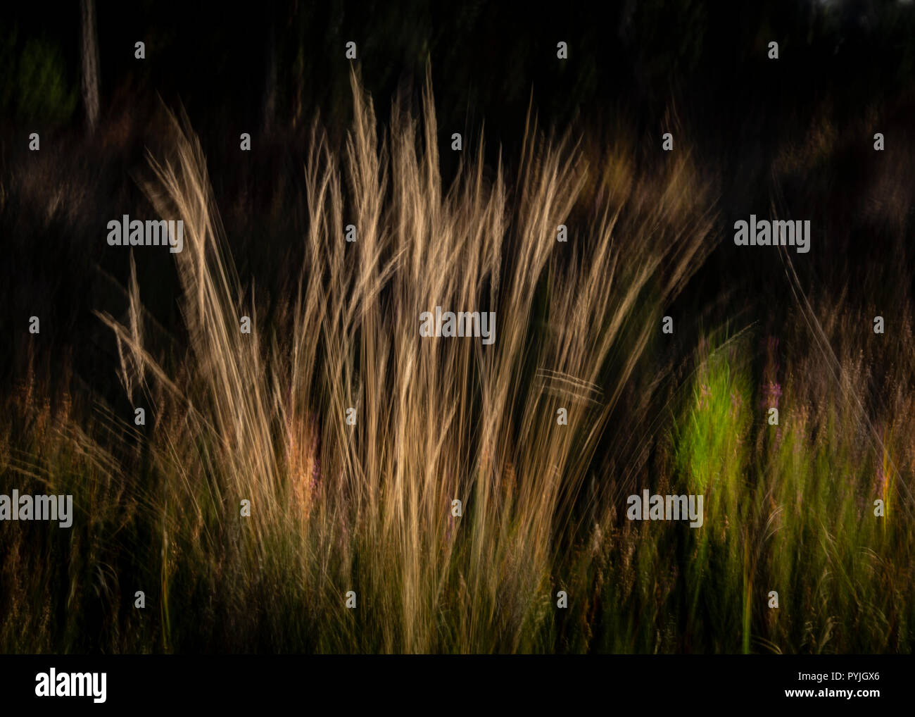 Abstract ICM trees Stock Photo