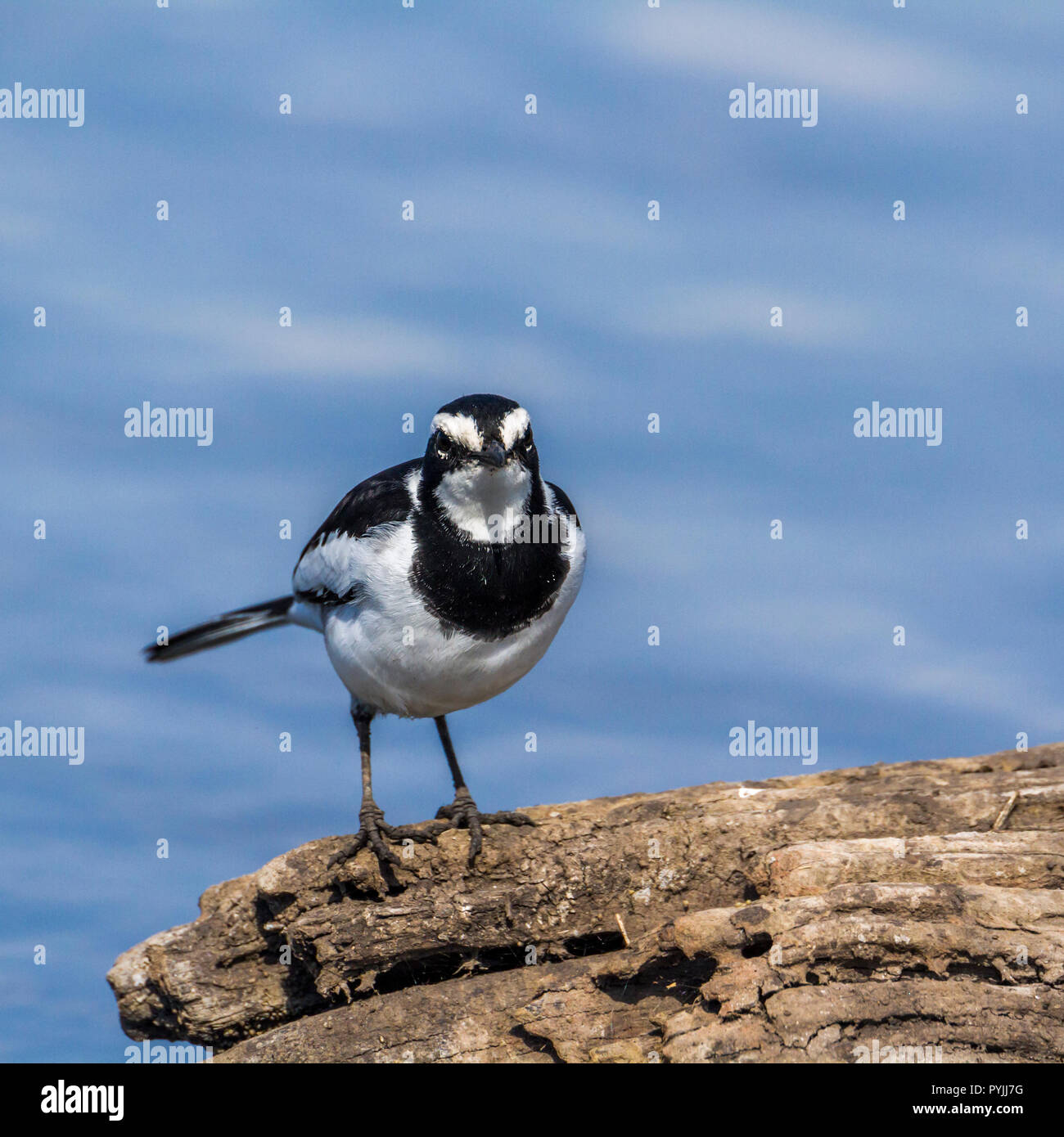 African Pied Wagtail in Kruger National park, South Africa ; Specie Motacilla aguimp family of Motacillidae Stock Photo