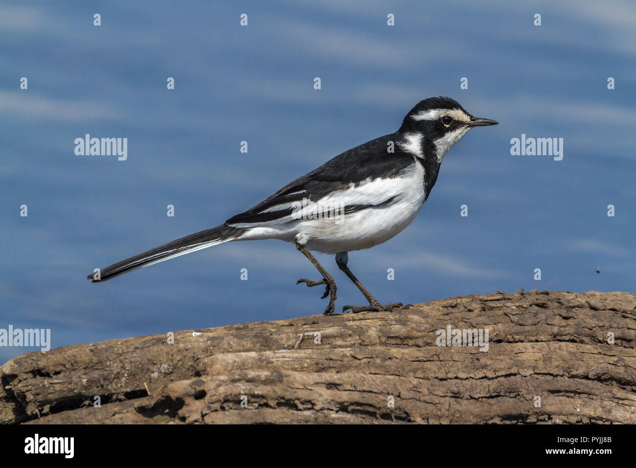 African Pied Wagtail in Kruger National park, South Africa ; Specie Motacilla aguimp family of Motacillidae Stock Photo