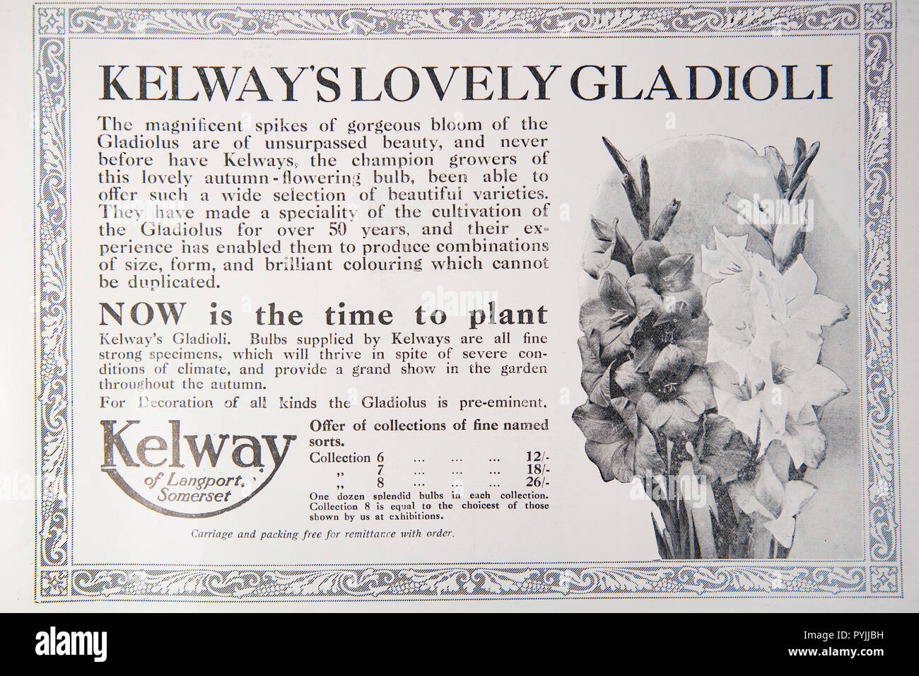 Old advert for Kelway’s Lovely Gladiloli. From a British magazine from the 1914-1918 period. England UK GB Stock Photo