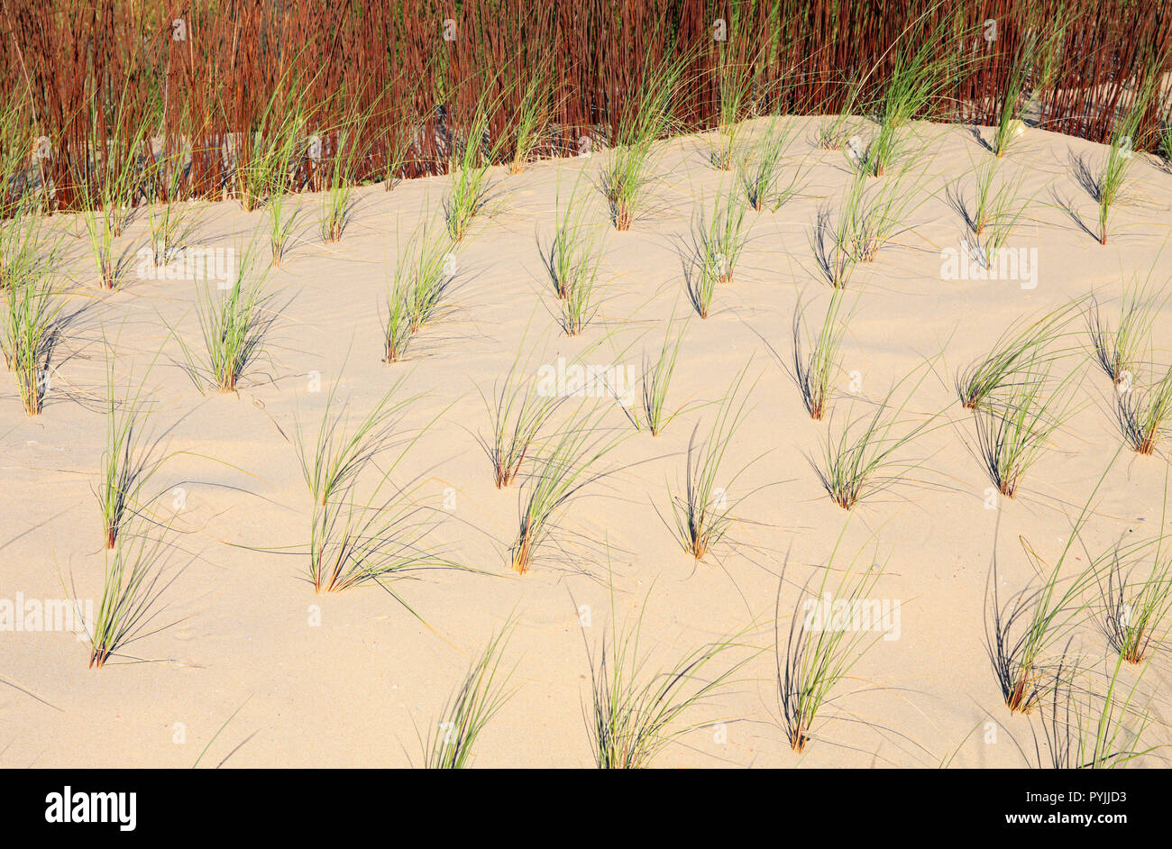 Sand dunes conservation area with newly planted European Marram Grass - Ammophila arenaria growing. Caparica Coast, Almada near Lisbon, Portugal. Stock Photo