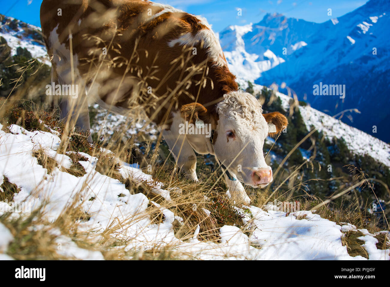 Cows in Alps mountains on Mayrhofen famous ski resort Stock Photo