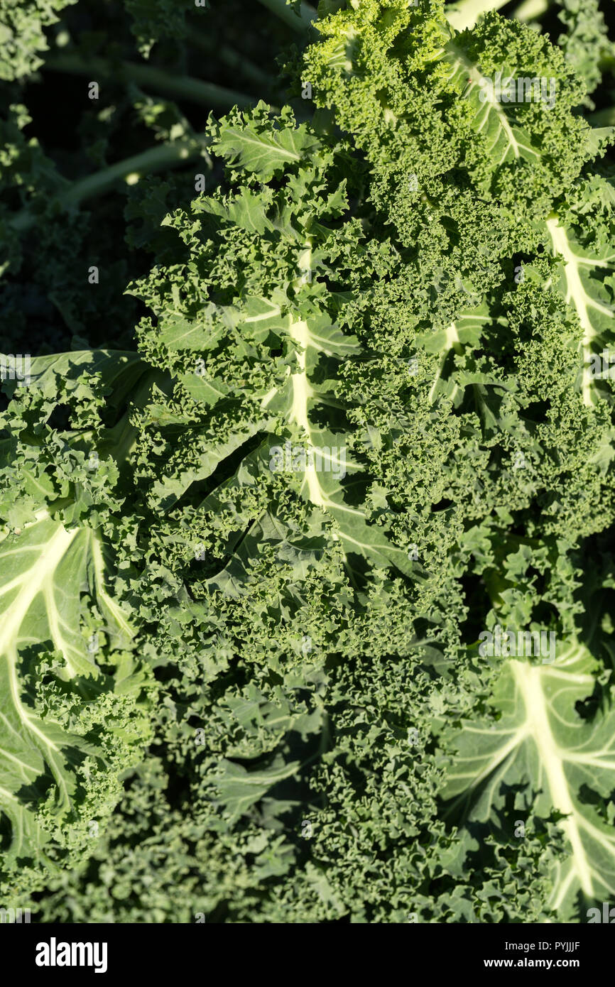 A healthy fresh curly kale Stock Photo Alamy