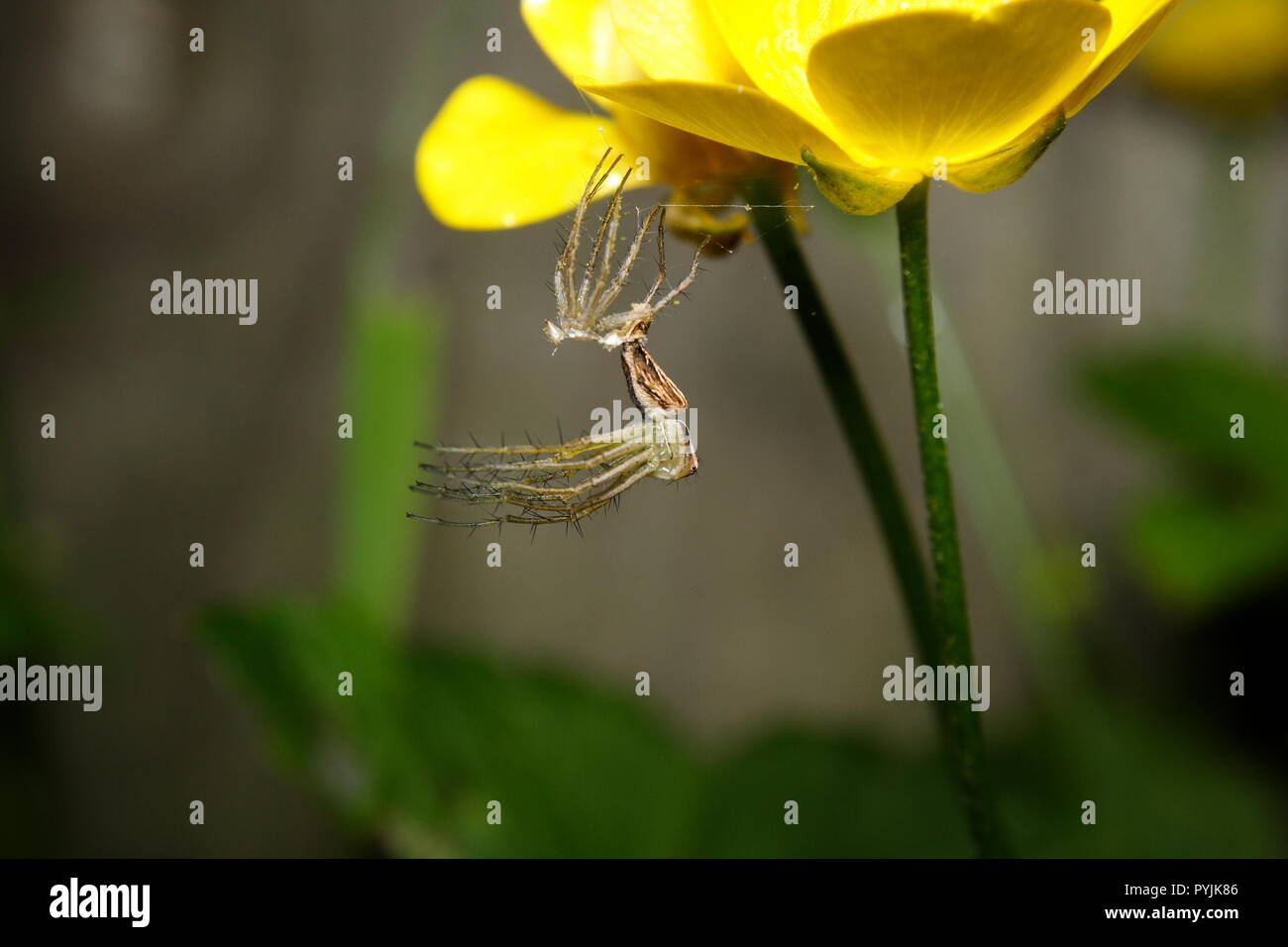 A pair of Lynx Spiders 'Oxyopes elegans' Stock Photo