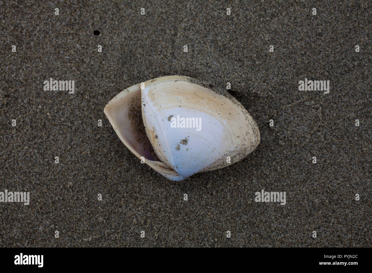 A variety of Surf Clams on a sandy beach, South Island, New Zealand