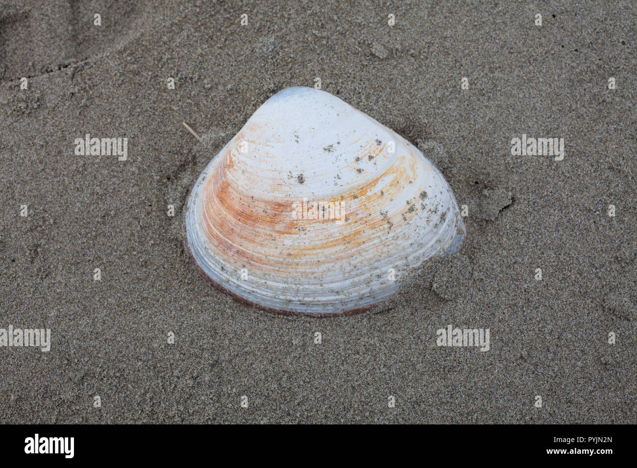 A variety of Surf Clams on a sandy beach, South Island, New Zealand: this one is a Storm Clam (Mactra murchisoni): delicious. Stock Photo