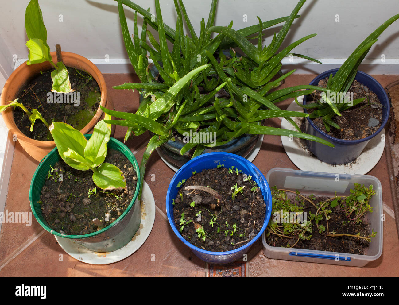 Growing some useful plants indoors in pots: Turmeric Root, Aloe Vera, Purslane. Stock Photo