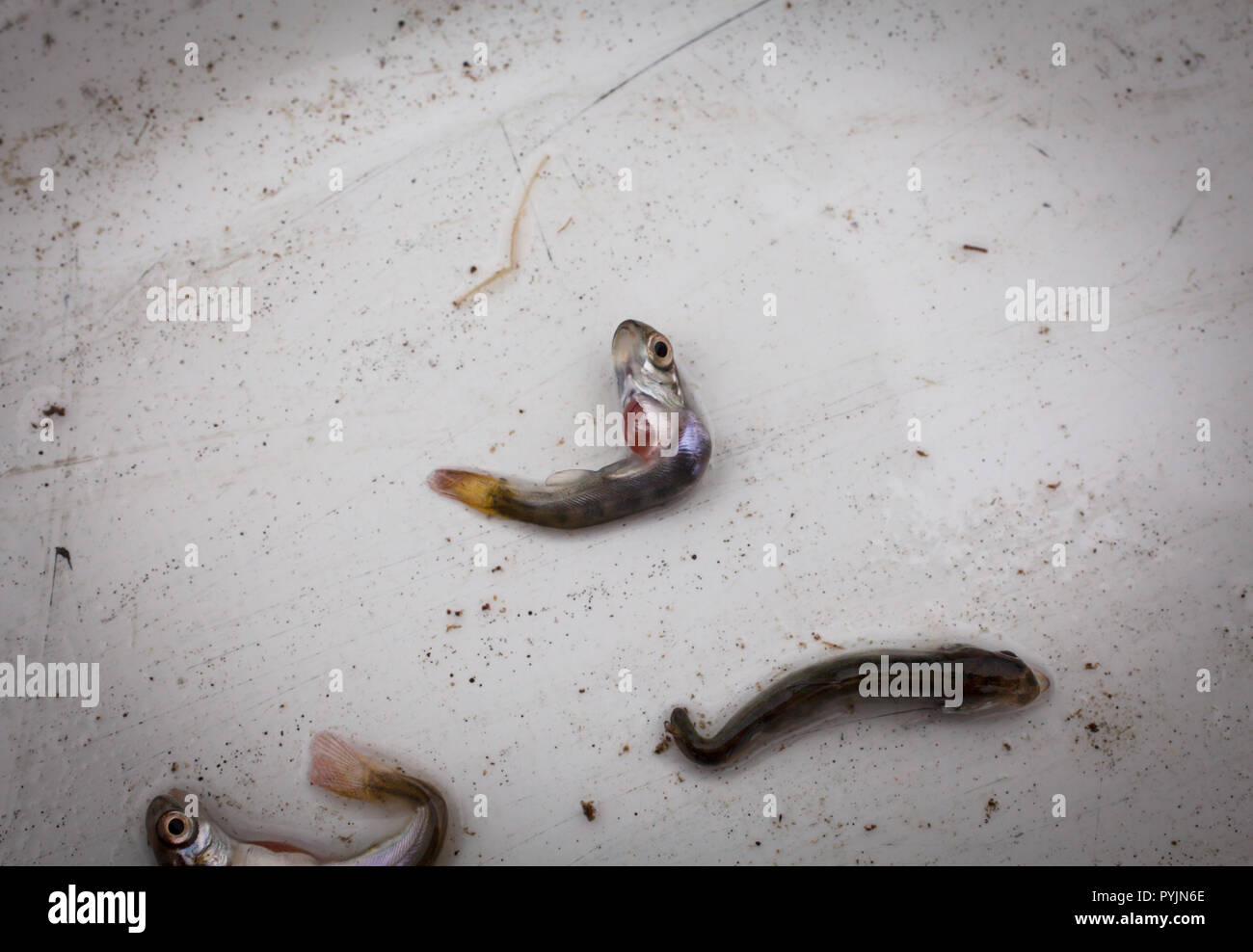 Chinook Salmon Fry deformities. These fry originated as ova in a