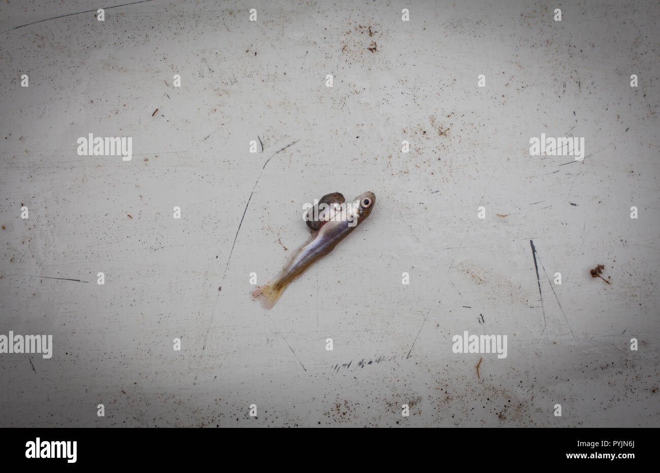 Chinook Salmon Fry deformities. These fry originated as ova in a