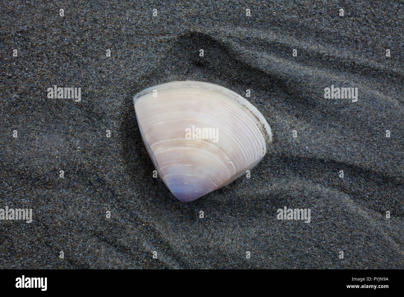 A variety of Surf Clams on a sandy beach, South Island, New Zealand