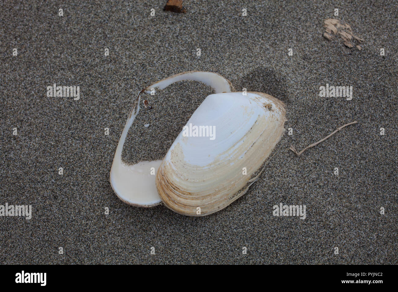 A variety of Surf Clams on a sandy beach, South Island, New Zealand