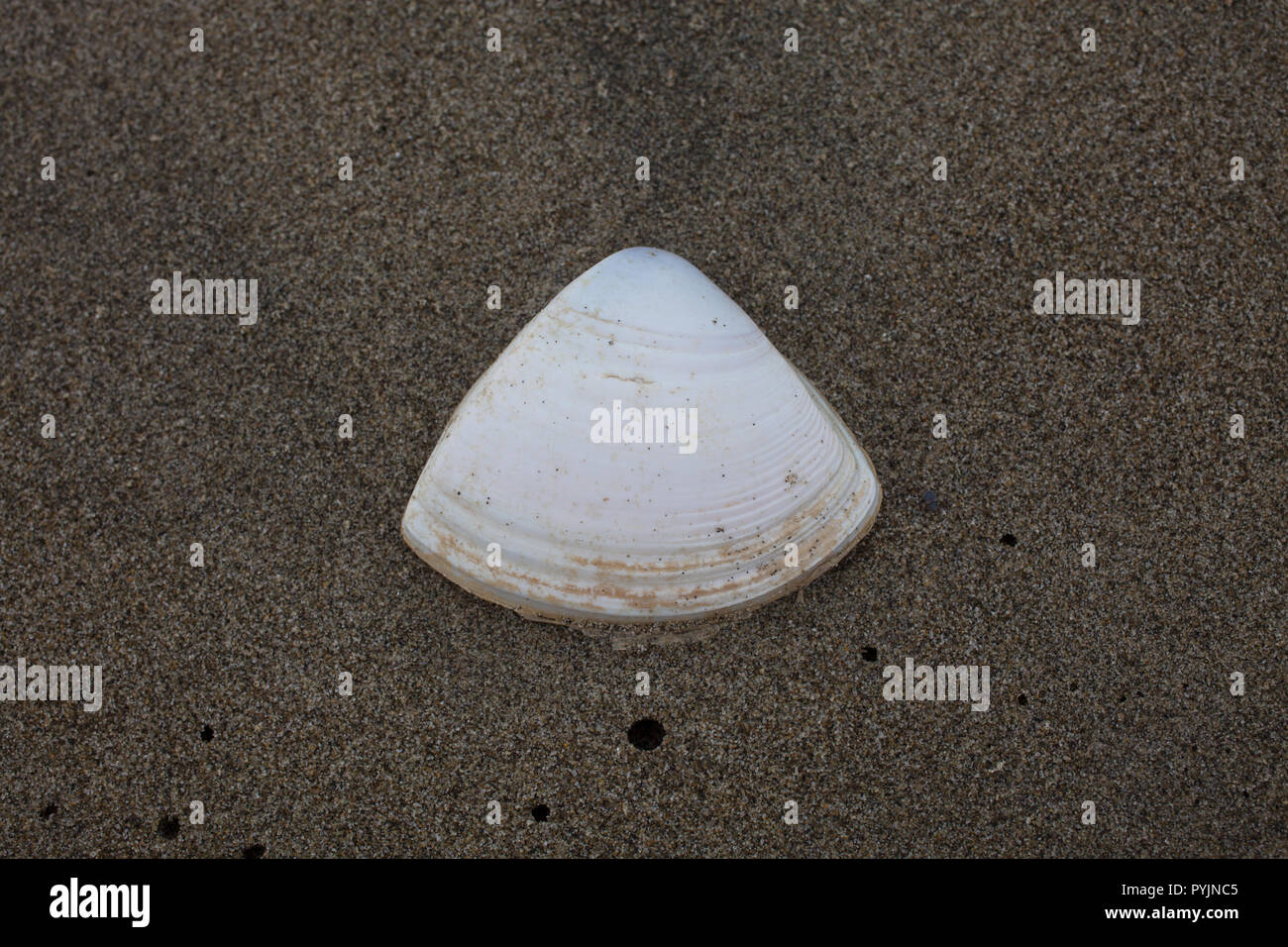 Diamond shell clam hires stock photography and images Alamy