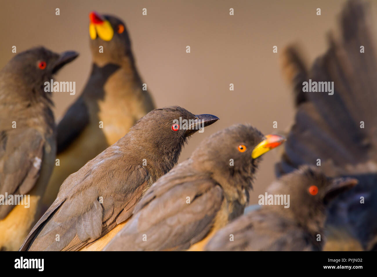 Yellow billed Oxpecker in Kruger National park, South Africa ; Specie Buphagus africanus family of Buphagidae Stock Photo