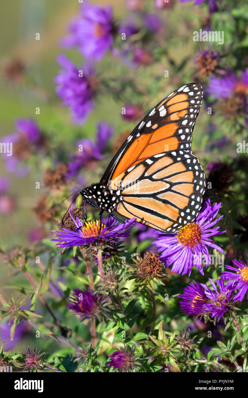 Monarch butterfly  Feeding On New England Aster flowers at prairie, Iowa, USA Stock Photo