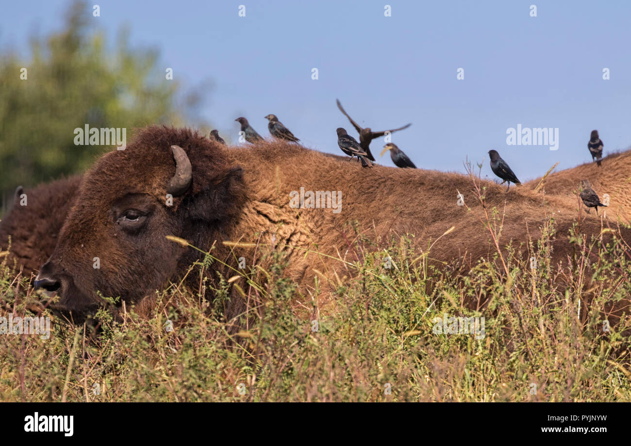 Come larvas hi-res stock photography and images - Page 4 - Alamy