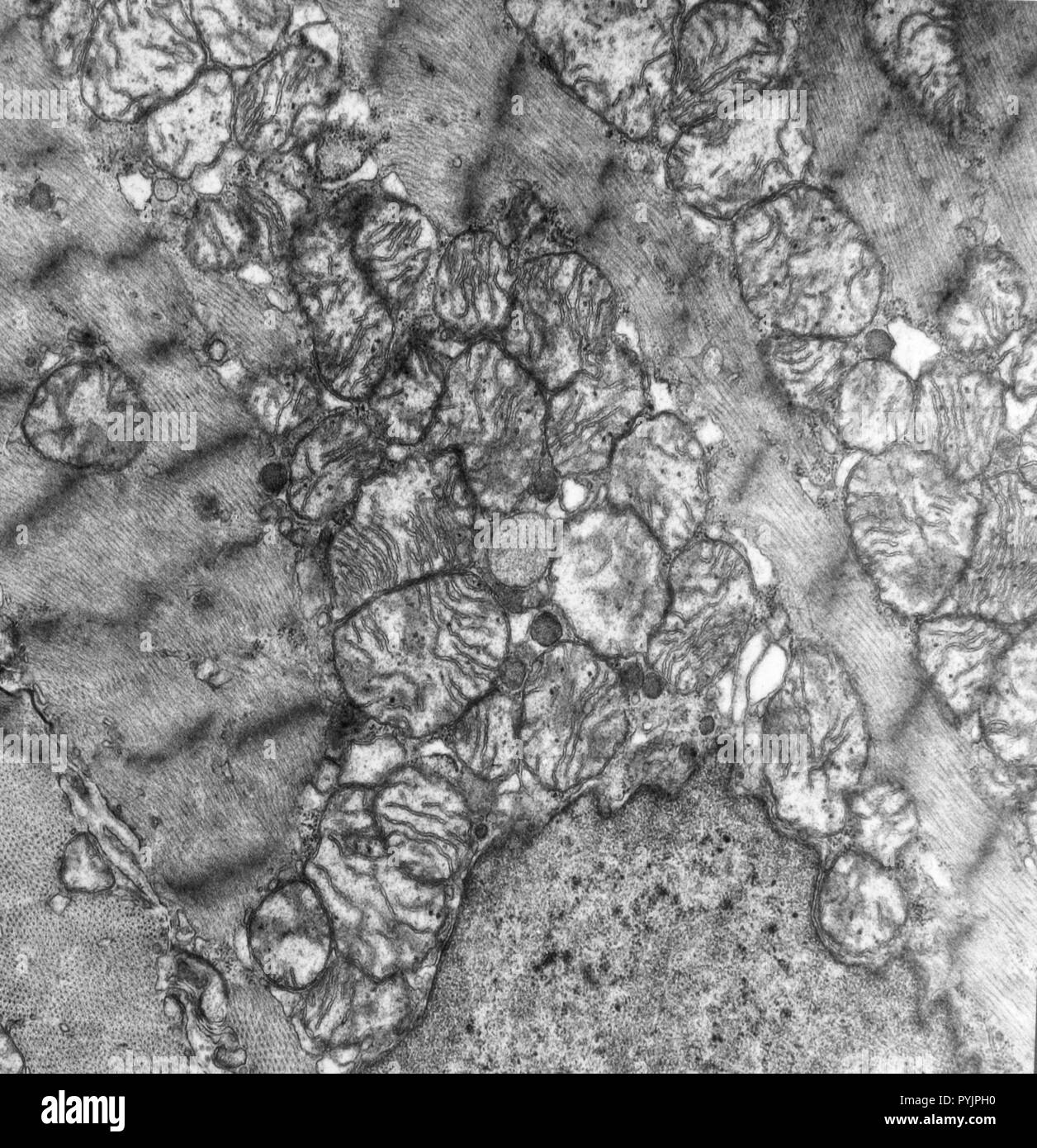 Electron micrograph of a cross section of mitochondria in cardiac muscle tissue Stock Photo