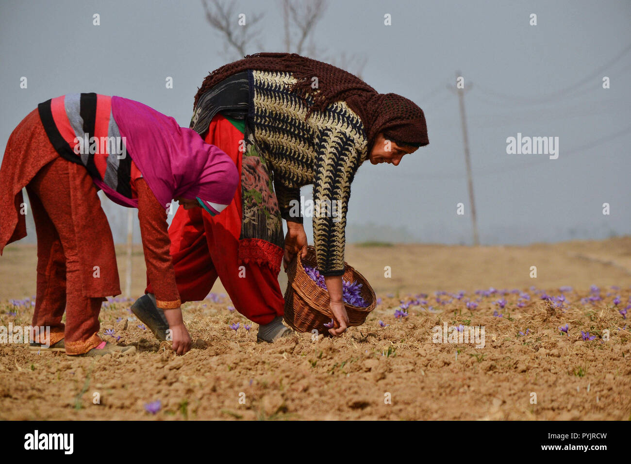 October 28, 2018 Pampore, J&K, India Kashmiri farmers collect
