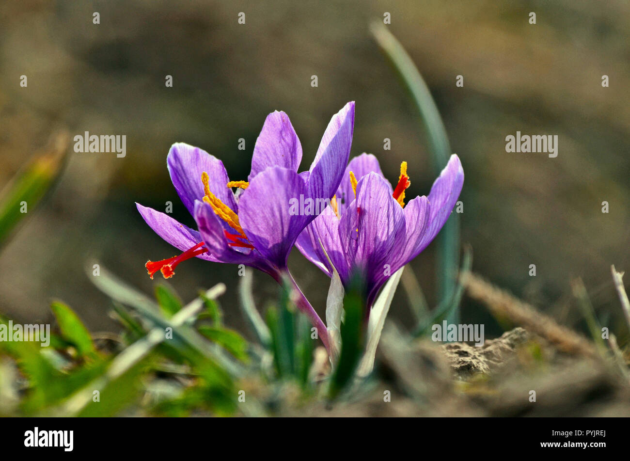 Saffron fields hires stock photography and images Alamy