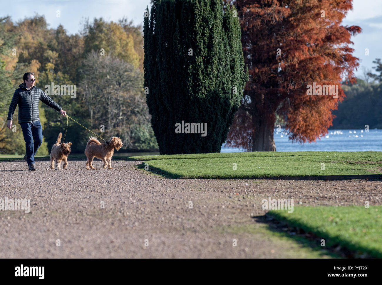 can dogs go off lead at clumber park