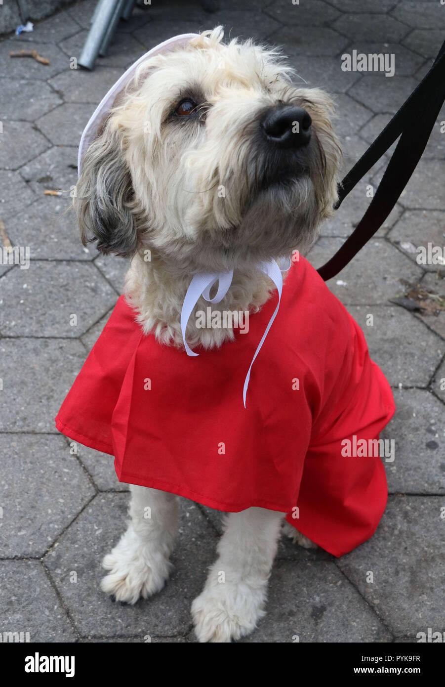 handmaid's tale halloween costume dog