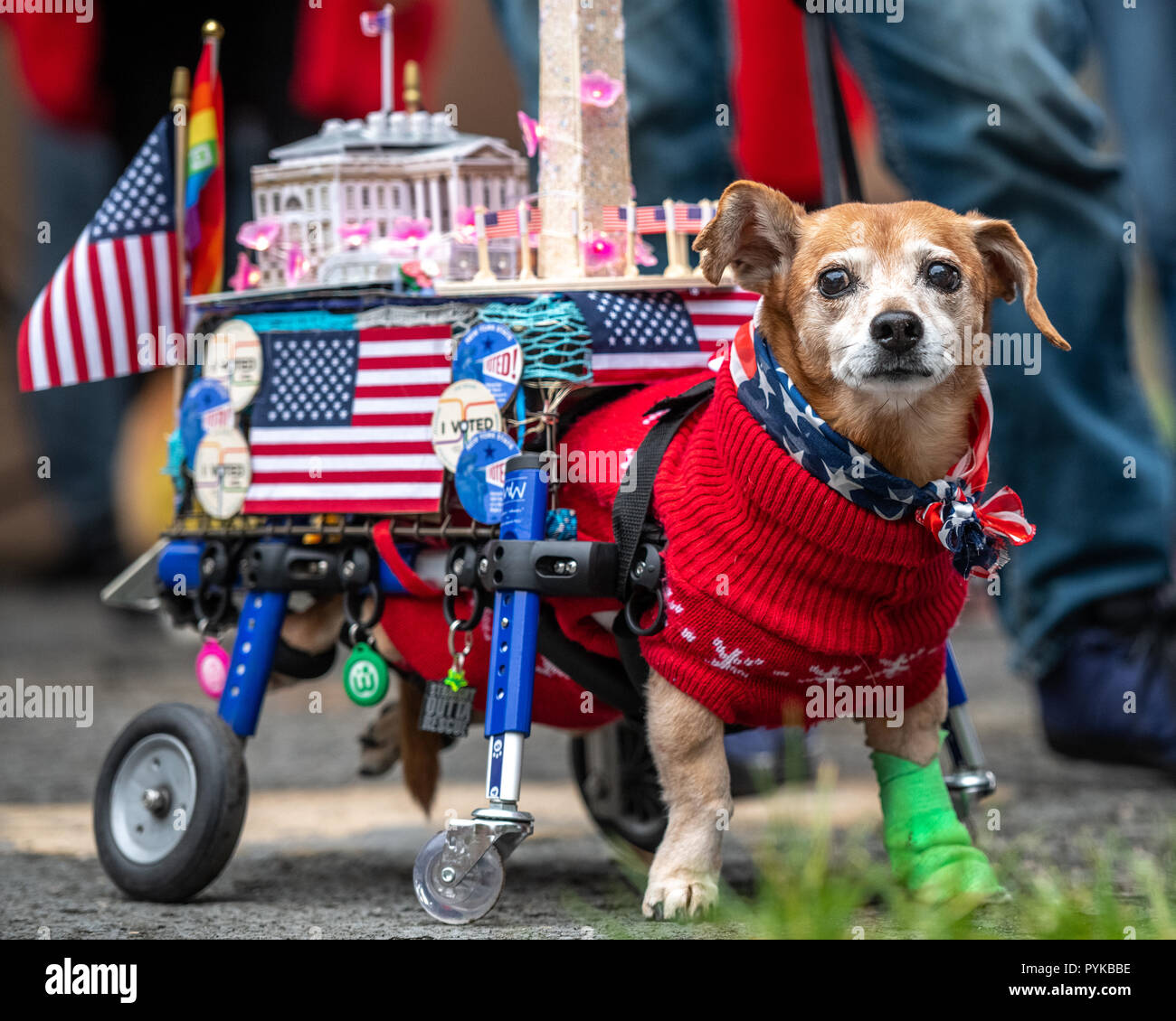 New York, USA,28 October 2018.  Oscar, a special needs dog, carries a model of the Washington Monument and the White House as a reminder to vote in the upcoming US midterm elections as it participates in the 28th Annual Tompkins Square Halloween dog parade in New York city. Credit: Enrique Shore/Alamy Live News Stock Photo