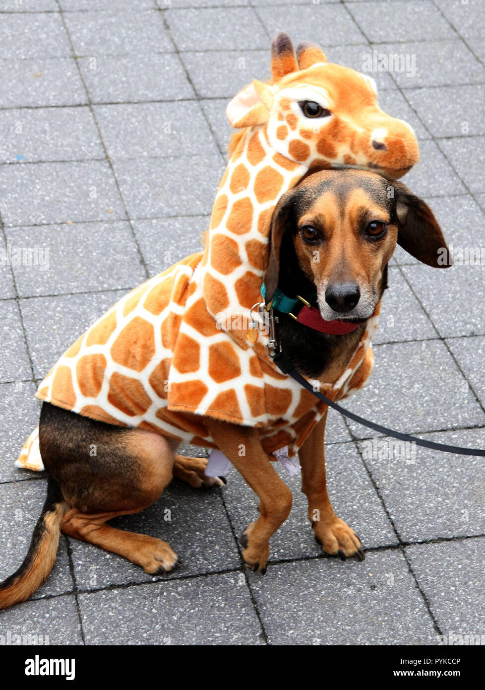 Weiner dog giraffe costume cheap