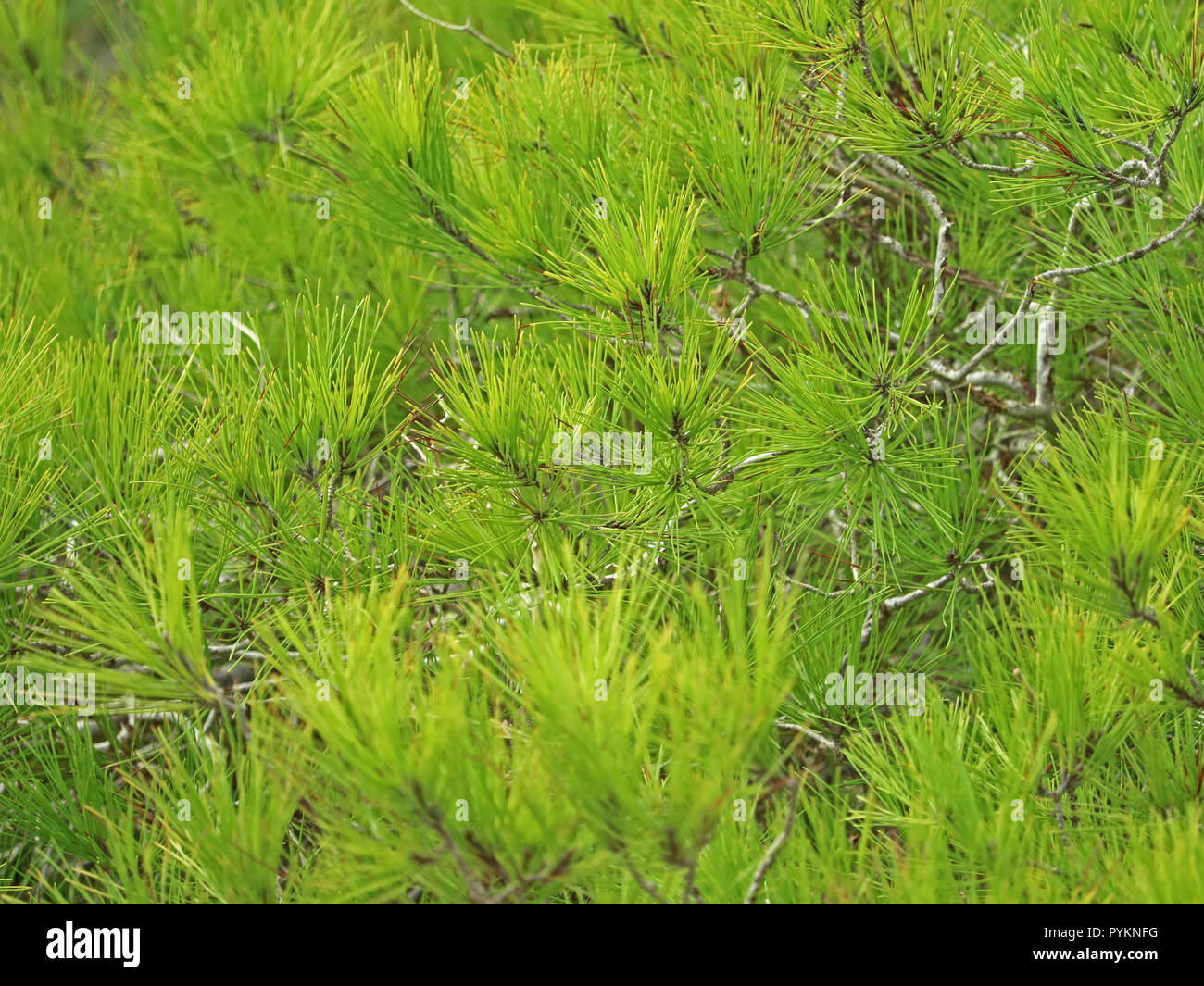 close up of green mediterranean pine as background Stock Photo
