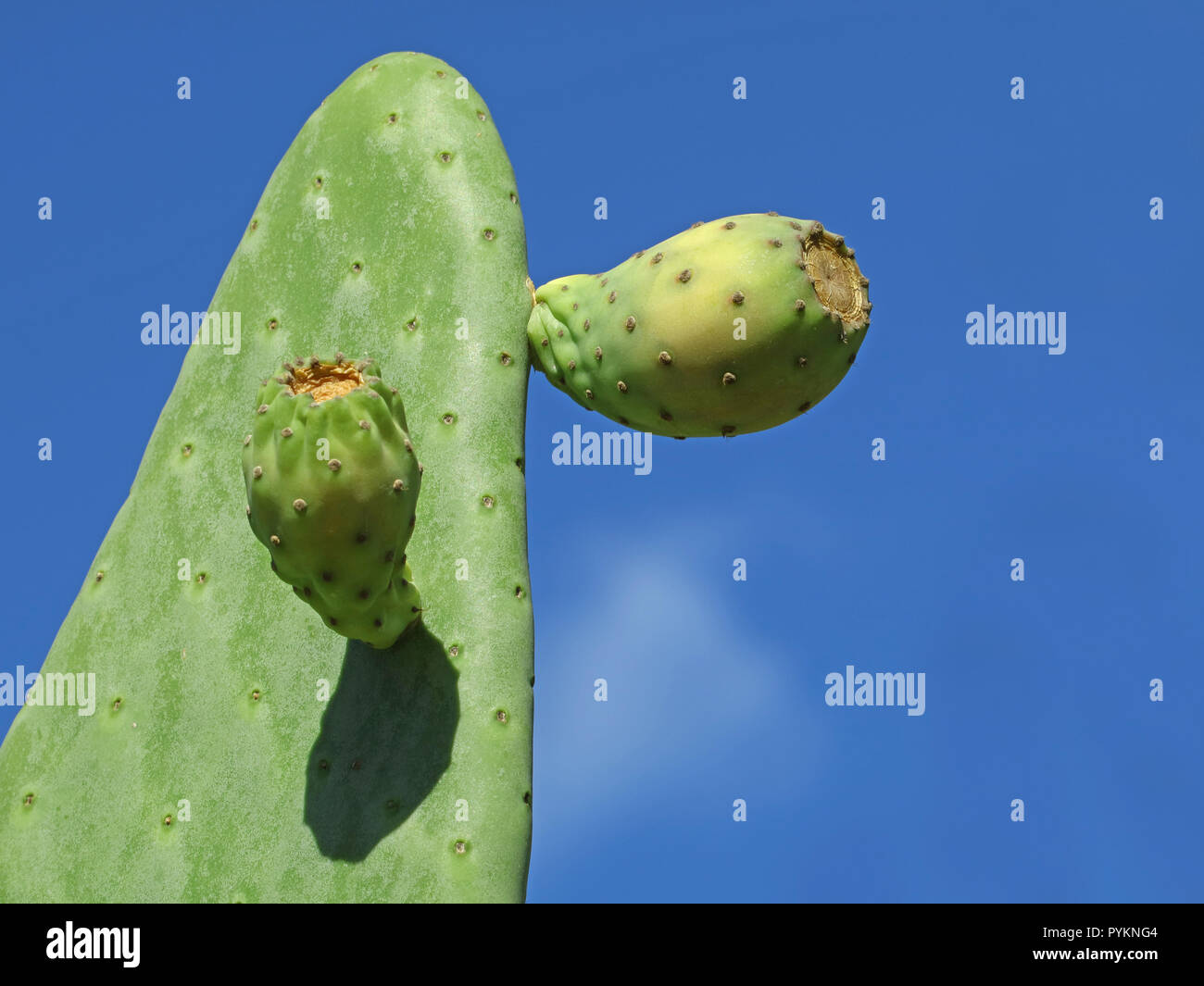 Picky pear cactus with fruits against blue sky background with copy space Stock Photo