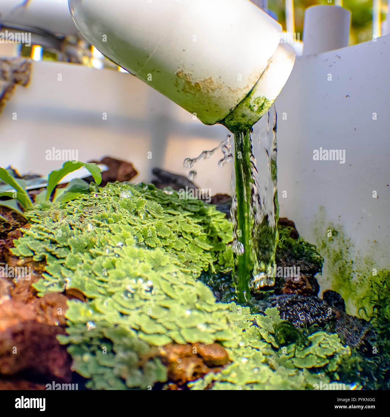 Aquaponics method of growing plants without soil Stock Photo - Alamy