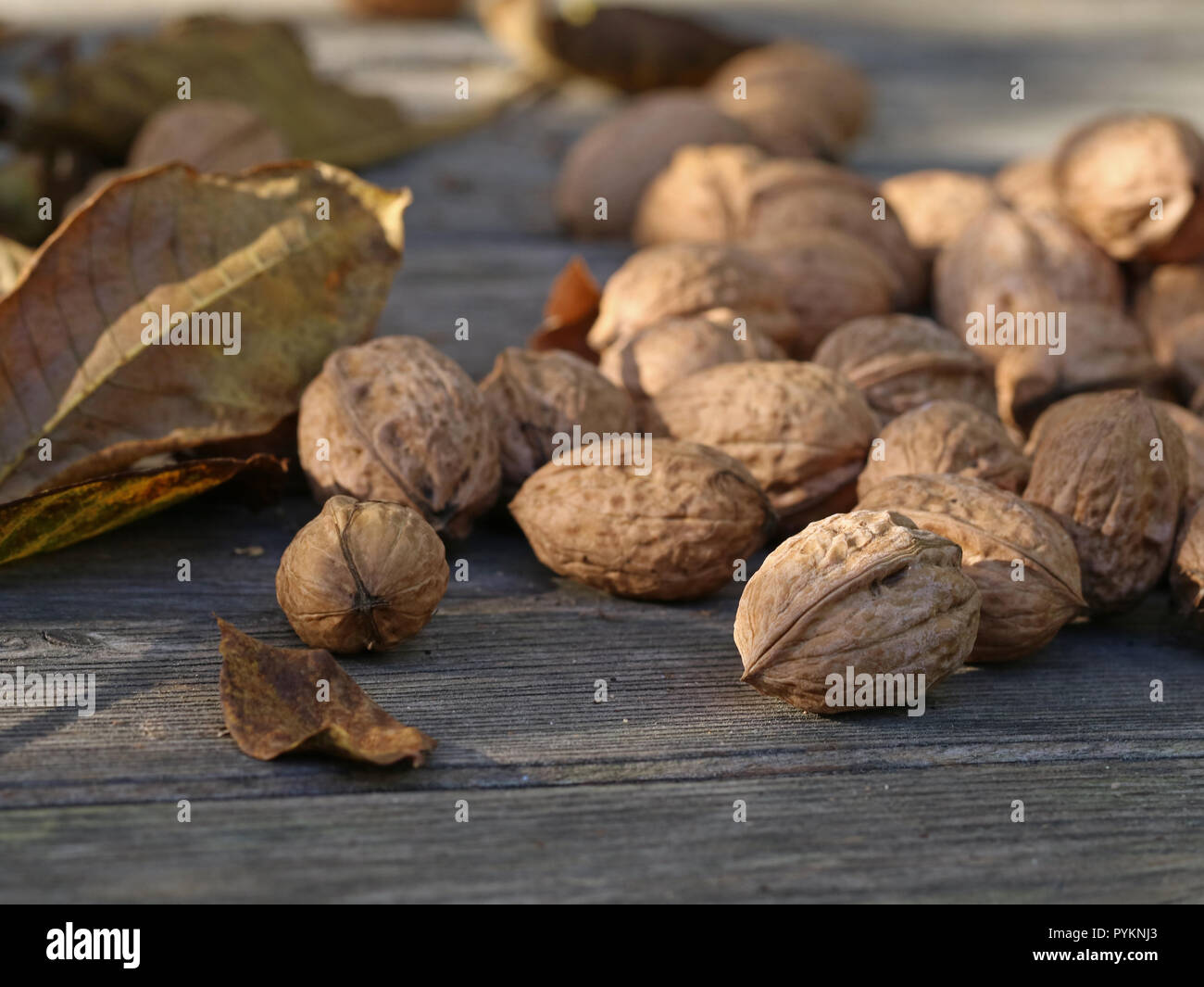 close up of ripe walnuts with leaves lie on wooden ground in autumn Stock Photo