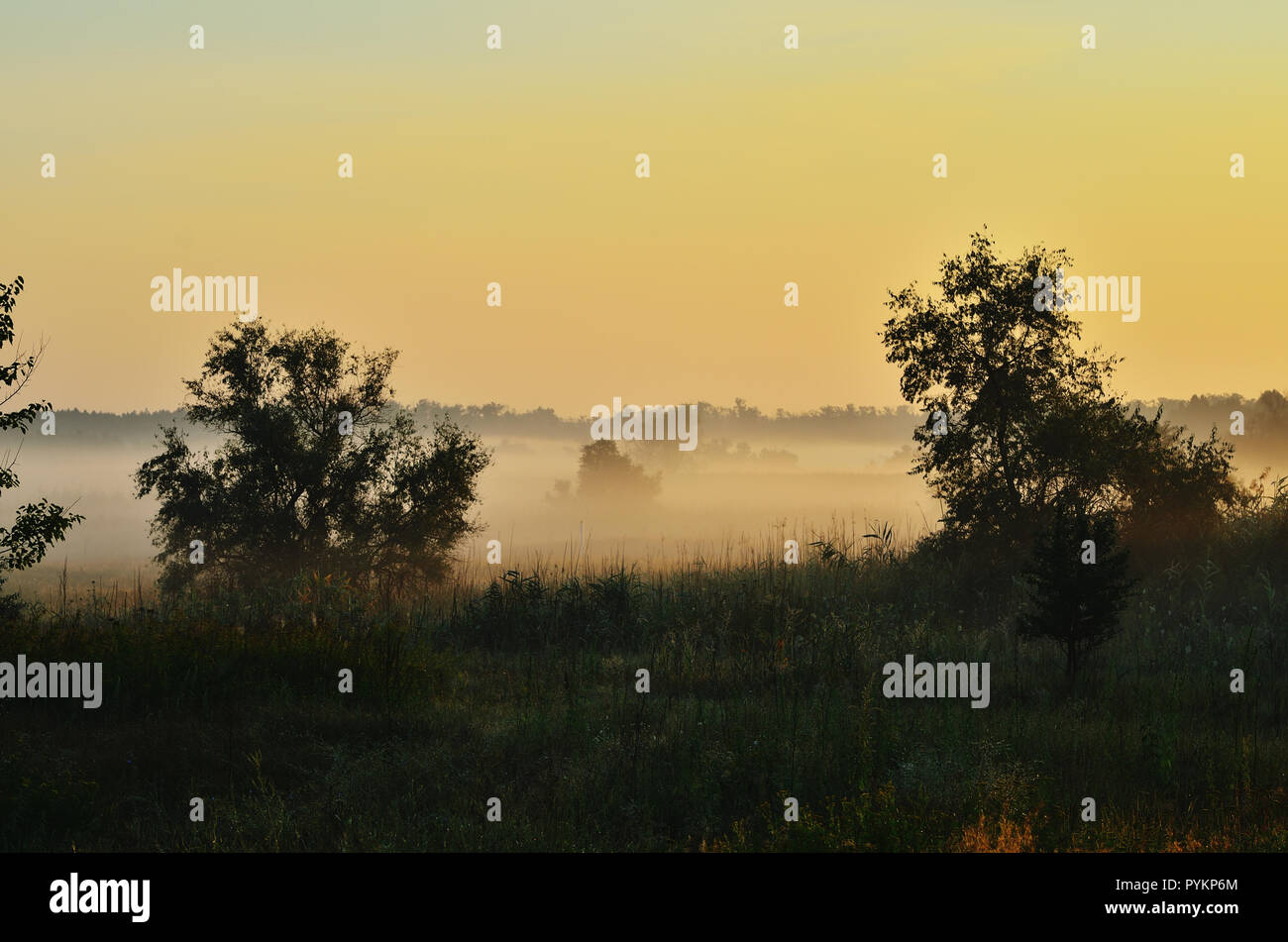 Thick fog covering forest hi-res stock photography and images - Alamy