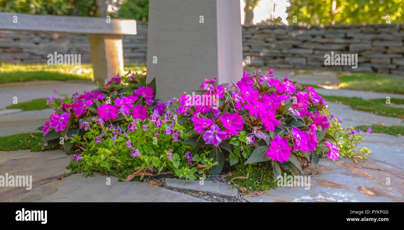 Sunny Fence Flowers Flower High Resolution Stock Photography and Images ...