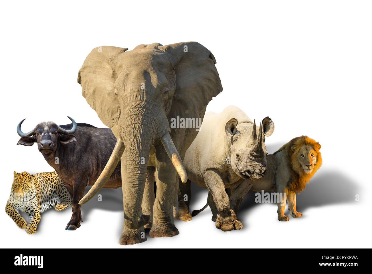 African safari with Big Five isolated on white background: Leopard, Buffalo, Elephant, Black Rhino and Lion. Wild animals background. Stock Photo