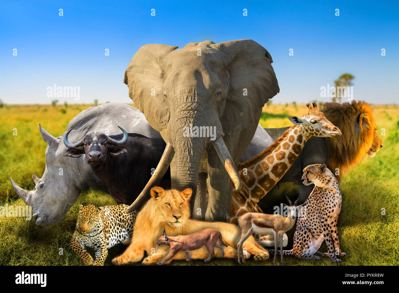Big Five and wild african animals on savannah nature background. Serengeti wildlife area in Tanzania, Africa. African safari scene landscape. Wallpaper background. Stock Photo