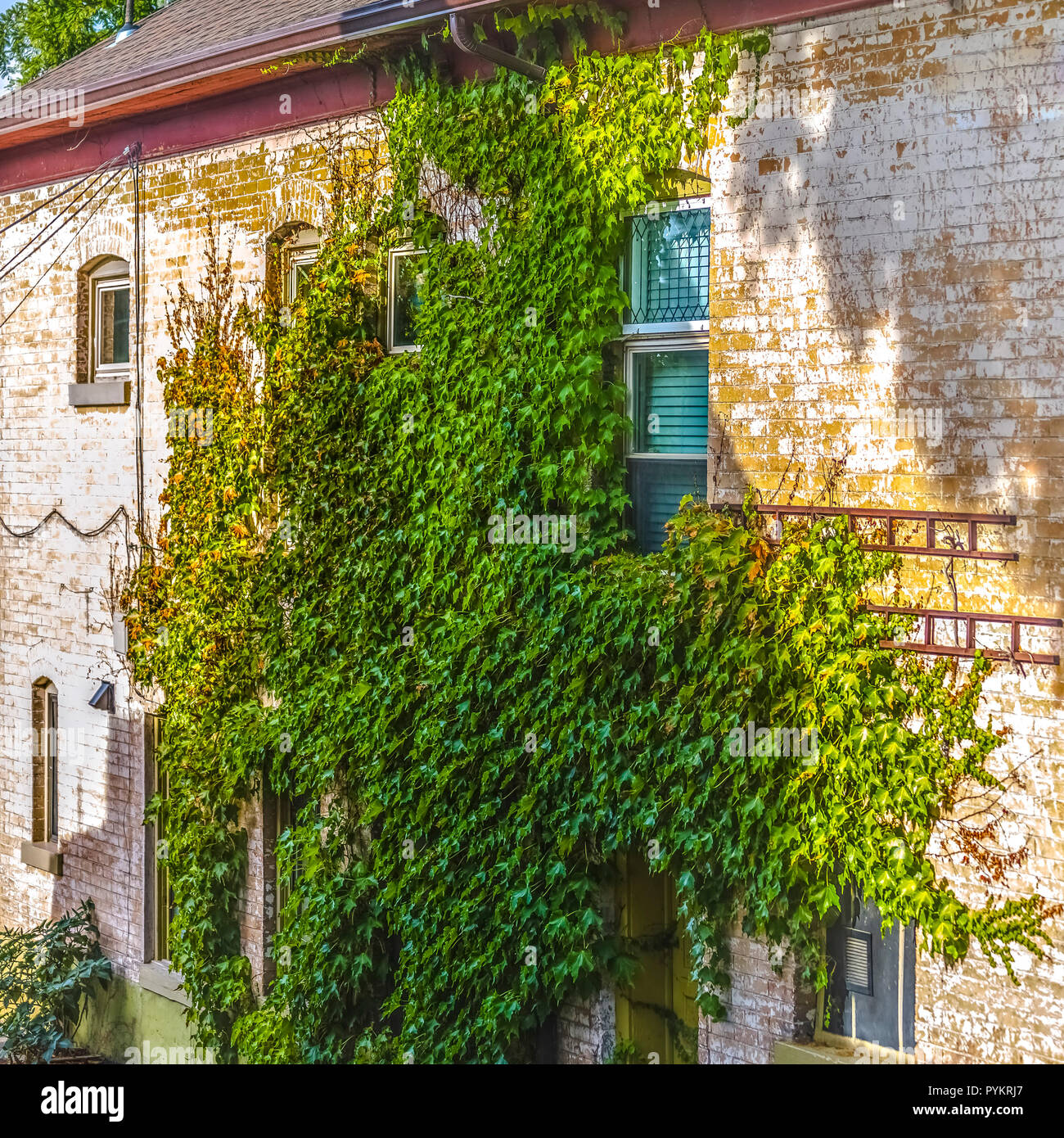 Vines On Brick Wall High Resolution Stock Photography and Images Alamy