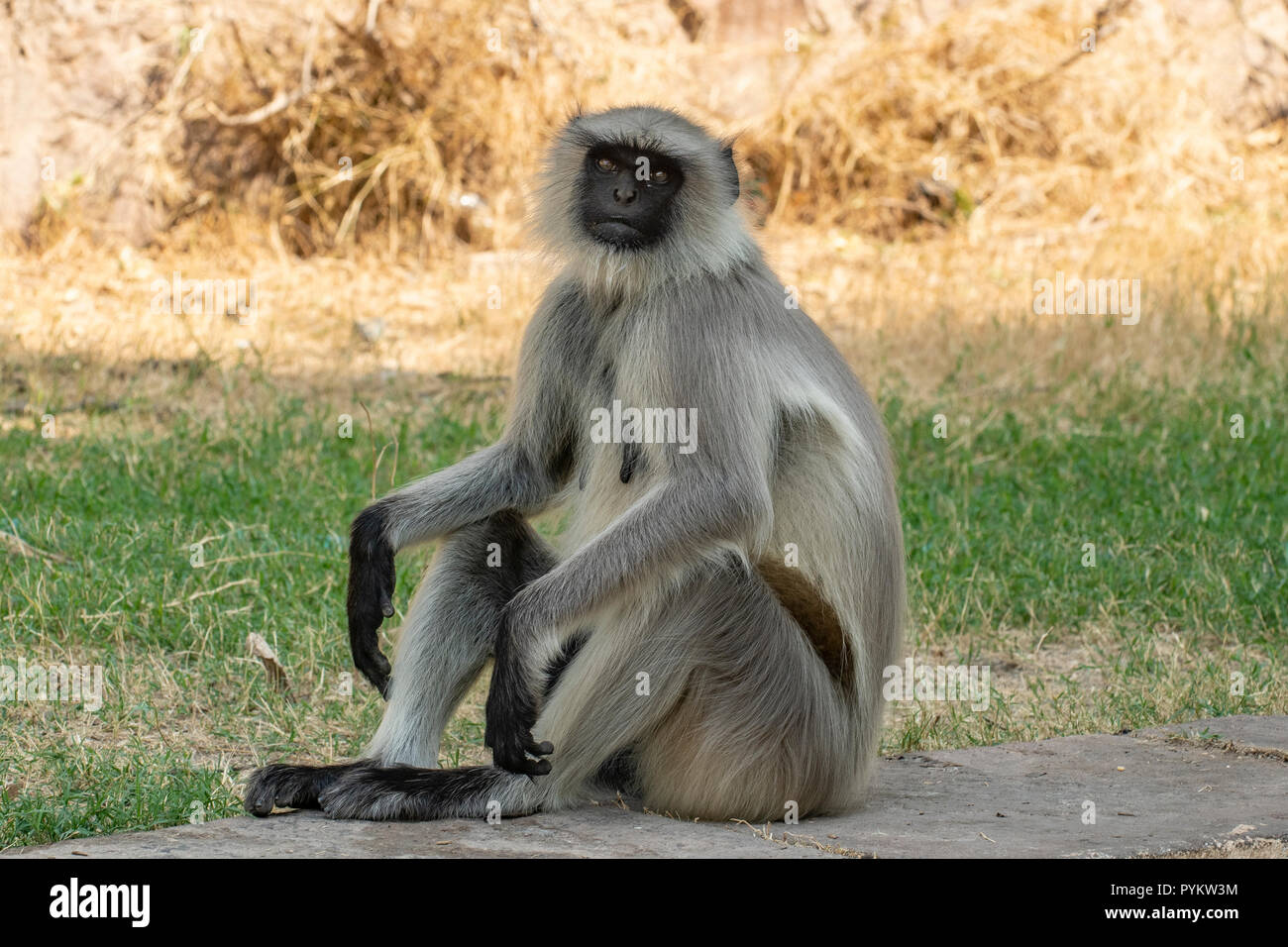 Grey Langur Monkey, Presbytis entellus in Jodhpur, Rajasthan, India Stock Photo