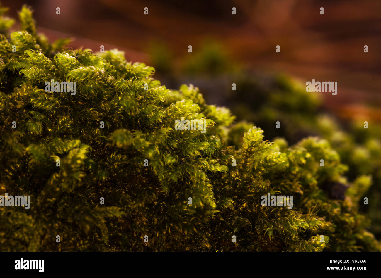 Macro image of the green moss on the forest ground Stock Photo
