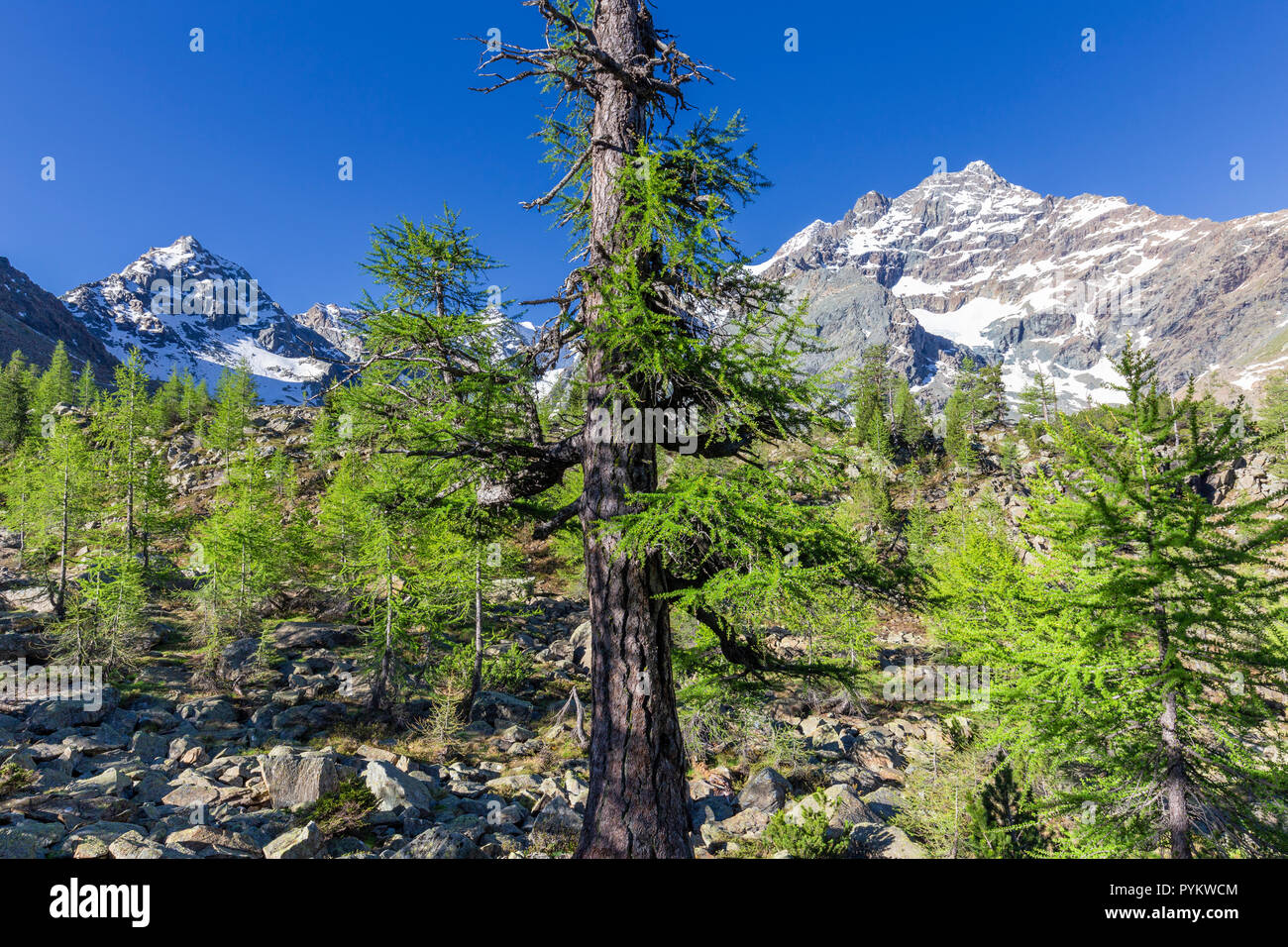 Millennial larch in the mountain range od Disgrazia. Chiareggio valley,  Valmalenco, Valtellina, Lombardy, Italy, Europe Stock Photo - Alamy