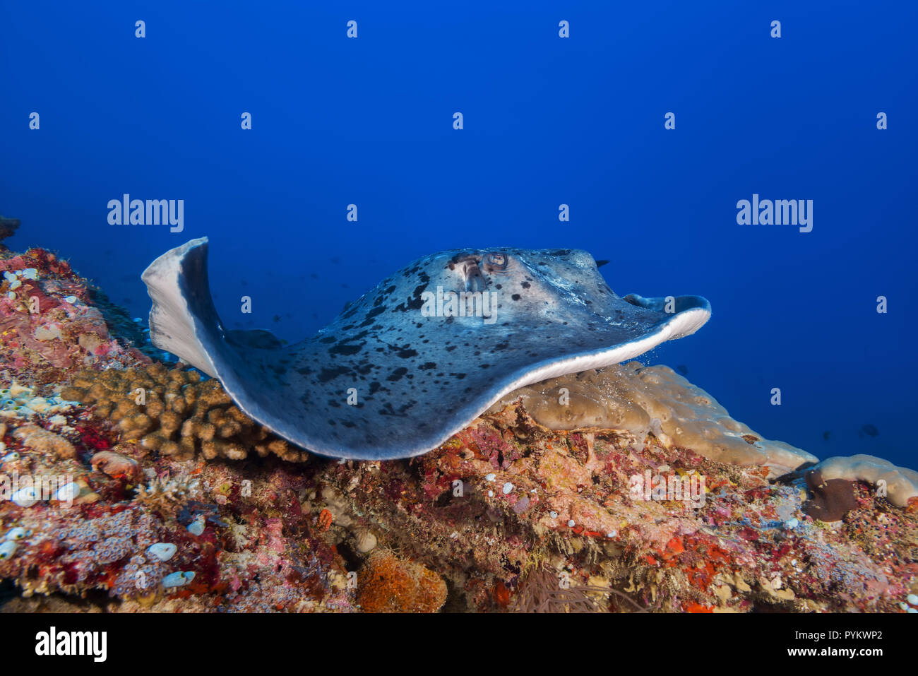 Round ribbontail ray, Taeniura meyeni lies on the coral reef Stock Photo