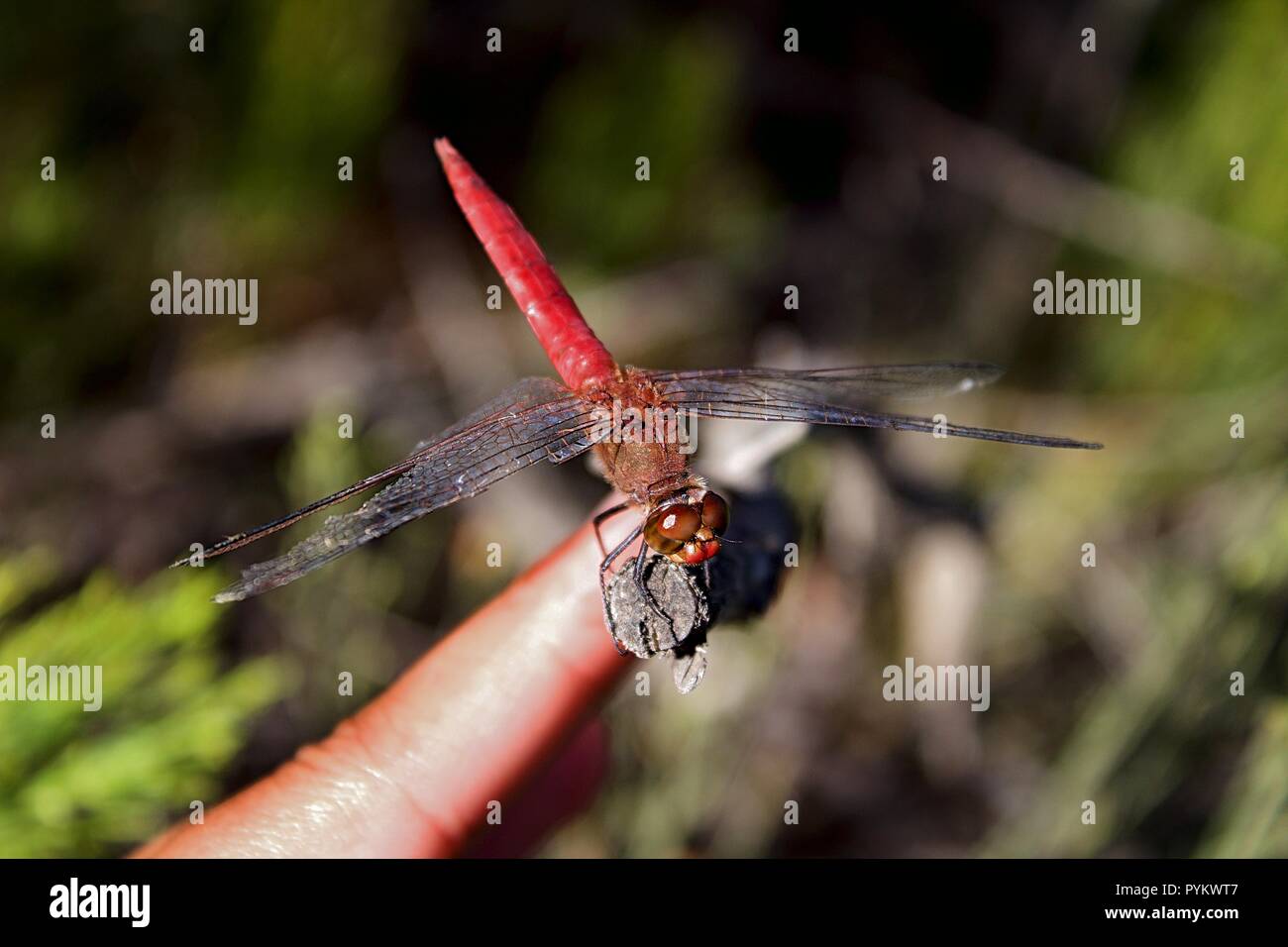 A very trusting dragonfly. Stock Photo