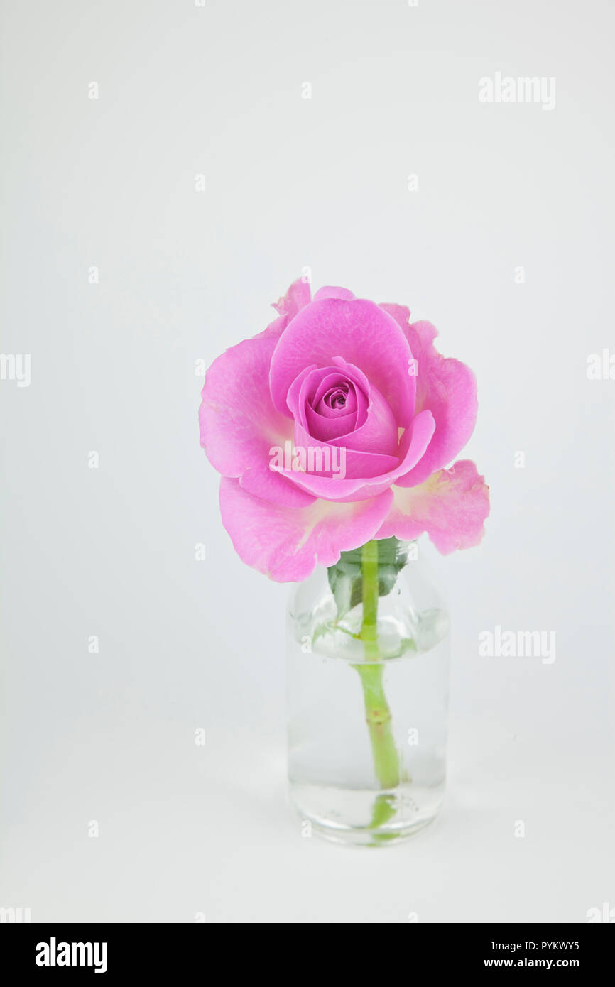 Cut pink rose hi-res stock photography and images - Alamy